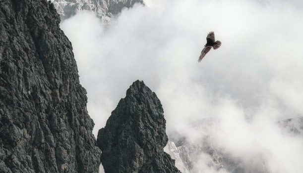 雄鹰飞翔，遨游天空