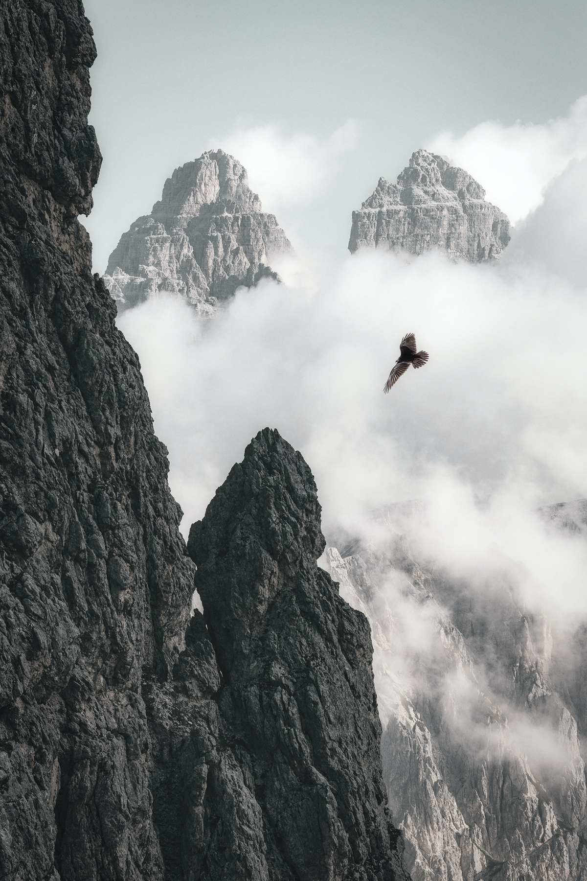 雄鹰飞翔，遨游天空